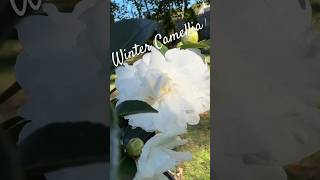 Blooming Evergreen Camellia Plant 🎶🍂 fall garden evergreen floweringplant [upl. by Nailuj]