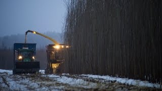 Salix harvesting  salixskörd [upl. by Nesral894]