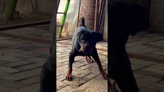 Subramani alangu doglover bullykutta rottweiler trending youtubeshorts shortvideo viral [upl. by Lazes38]