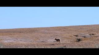 我的动物视界 Animal Vision｜藏羚羊 Tibetan antelope ① [upl. by Lanctot381]