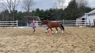 Teach Your Horse to Run to You Boomerang Part 1 [upl. by Edalb]