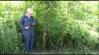 Basal Bark Herbicide Application [upl. by Iba]