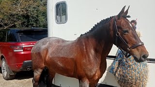 qualifying for BRC Dressage championships  dressage qualifiers  novice 24 2010 [upl. by Jase]