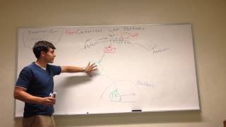 NonCanonical Wnt Signaling Pathway [upl. by Theall]