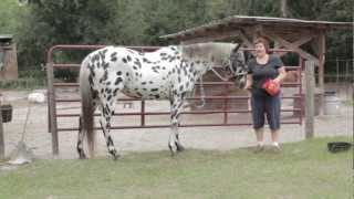 Hoof Abscess Cure Video Tutorial [upl. by Namielus62]