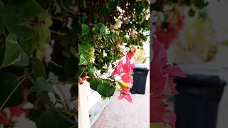 Bougainvillea spectabilis foyou vairalvideo dubai cutebaby [upl. by Epillihp]