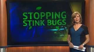 Stink Bugs Return How to Get Rid of Them [upl. by Shannon]