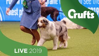 Crufts 2019 Day 3  Part 1 LIVE [upl. by Rebah628]