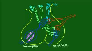 Sistema Endócrino  Hipotálamo  Controle sobre a hipófise [upl. by Caputo577]