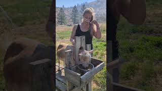 homestead dairygoats goats milk farmlife shorts [upl. by Akitahs]