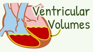 Ventricular Volume During Cardiac Cycle  End Diastolic Volume End Systolic Volume Stroke Volume [upl. by Ennaj628]