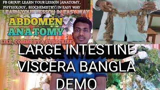 Large Intestine Viscera Anatomy In Bangla  Abdomen   Anatomy  anatomy viscera mbbs [upl. by Nonnahc]