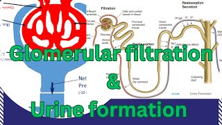 Glomerular FiltrationUrine FormationNephron StructureGFRNet filtration pressureNEPEFPGF rate [upl. by Patt312]