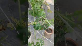 Difference between Gynoceious and monoecious plants in bitter gourd hybrid seed imrankhan pak [upl. by Enautna]