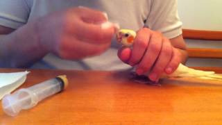 6 week old baby cockatiel [upl. by Rox]