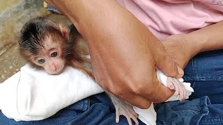 its time for newborn baby monkeys to be cleaned so that skin irritation doesnt occur [upl. by Eindys97]