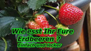 Erdbeeren ernten  Erdbeeren essen  Wie esst Ihr Eure ersten Erdbeeren  Erdbeerernte Ertrag [upl. by Primalia]