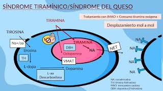 8Farmacología de la neurotransmisión adrenérgica 2023 Cátedra 1 FMed UBA turno lunes [upl. by Akit]