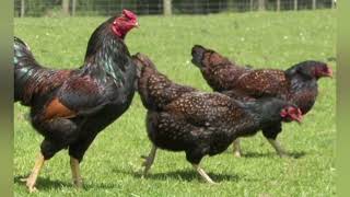 Chicken Breed Profile  Cornish Indian Game Bird [upl. by Nimref]