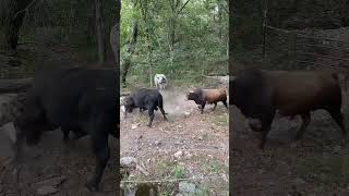 Esto pasó cundo soltamos los toros para que descansen el invierno Casanova Rebelde azteca  pecas [upl. by Seadon]