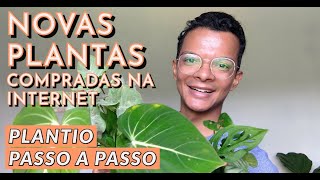 Plantio das novas plantas adquiridas [upl. by Nneb]