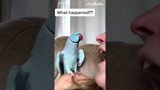 Talking Parrot Interacts Adorably With Owner [upl. by Alek998]