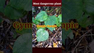 Gympie gympie plant shorts facts interestingfacts [upl. by Darcie]