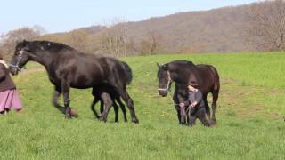 Lykens Valley Percheron Farms 2013 Colts [upl. by Soloman]