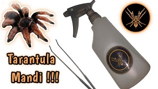 Cara menjaga Kelembapan kandang Tarantula‼️Watering my tarantula [upl. by Charis]