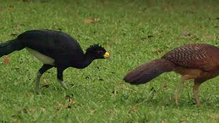 12 10 Great Curassow [upl. by Alol496]