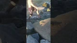 Helping bull shark off the rocks  fishing fishingisacontactsport shortsviral florida [upl. by Appolonia239]