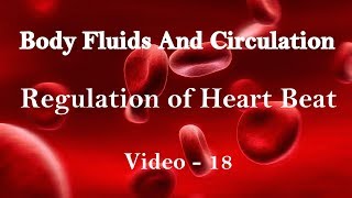 Body fluids and circulation  Regulation of Heart Beat [upl. by Ahsekim499]