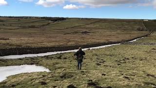 Ferreting to Harris Hawks North Yorkshire [upl. by Ecnarwal943]