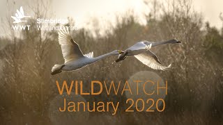 WWT Wildwatch Slimbridge  January 2020  Bewicks Swan Champions Winter Special [upl. by Bauer]