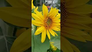 Yellow Sunflowers 🌻🌻 shorts sunflower garden flowers [upl. by Volney]