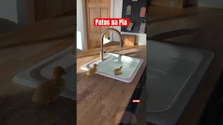 Patos Nadando na Pia verbim viral shortsvideo youtubeshorts shot shorts pets pet duck [upl. by Penrod333]