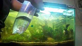 How To Acclimate A Fish To An Aquarium [upl. by Anemix]