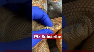 Popping femoral pores on dead iguanavery satisfying trending [upl. by Ffilc416]