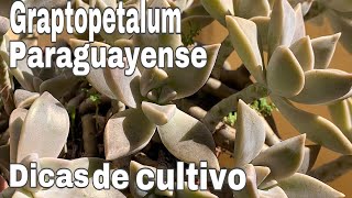 Graptopetalum Paraguayense  Dicas de cultivo [upl. by Otreblif191]