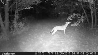 distianert Trail Camera DH8 review [upl. by Ahsiekit973]