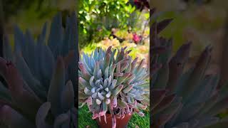 Dudleya edulis plants bonsai garden nature gardening flowers shorts [upl. by Garcia829]