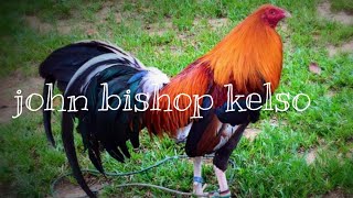 John Bishop Kelso gamefowlyellow legged hatchdom mclean hatch roundhead [upl. by Buzzell]