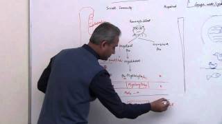 Immunology Neutrophil Lecture 3 Part 6 [upl. by Yemrej]