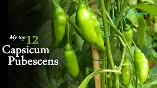 My favorite 12 species of Capsicum Pubescens HD  Chilli Regulus [upl. by Aihsit721]