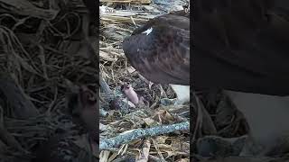 See the new osprey chick at the Moraine Osprey nest osprey nest livestream [upl. by Ahcrop]