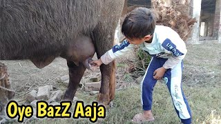 Buffalo in the wild  Rural Life Punjab [upl. by Nala399]