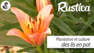 Plantation et culture du lis en pot [upl. by Timrek513]