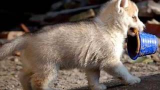 Siberian Husky Puppies  by Eduardo Durán Haedo [upl. by Jason644]