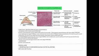 CORSO DI FISIOLOGIA UMANA  LEZIONE 39 DI 81  FISIOLOGIA DEL SISTEMA ENDOCRINO  PARTE 6 [upl. by Nytsua]