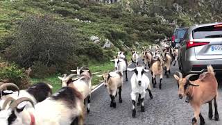 La reciella baja de Los Lagos de Covadonga [upl. by Hall]